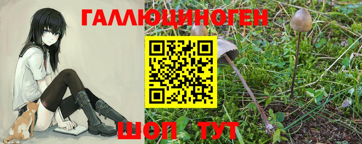 Псилоцибиновые грибы мухоморы  Еманжелинск  Псилоцибиновые грибы Psilocybe 